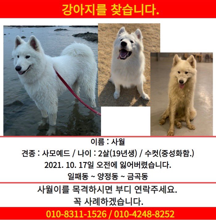 강아지를 찾습니다. 리트윗부탁드려요!
지역은 경기도 남양주 (일패동 양정동 금곡동) 17일 오전 담을 넘어 탈출하였습니다. 시간이 지나 남양주를 벗어났을수도있습니다. 다리가 길고 미용한지 좀 된 상태라 털이 많이 길지않습니다. 사월이를 찾을수있게 많은공유부탁드립니다!