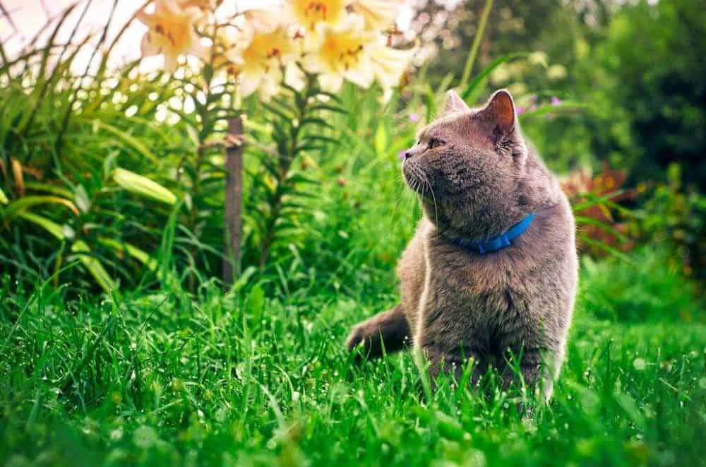OutdoorHackerr's tweet photo. How To Keep Cats Out Of Your Yard? - 4 Quick Ways https://t.co/Hc51Hgu1lr | #backyardanimals #catoutoftheyard #cats #dogs #gardenprotection #outdoorskills https://t.co/UNne94geQ5