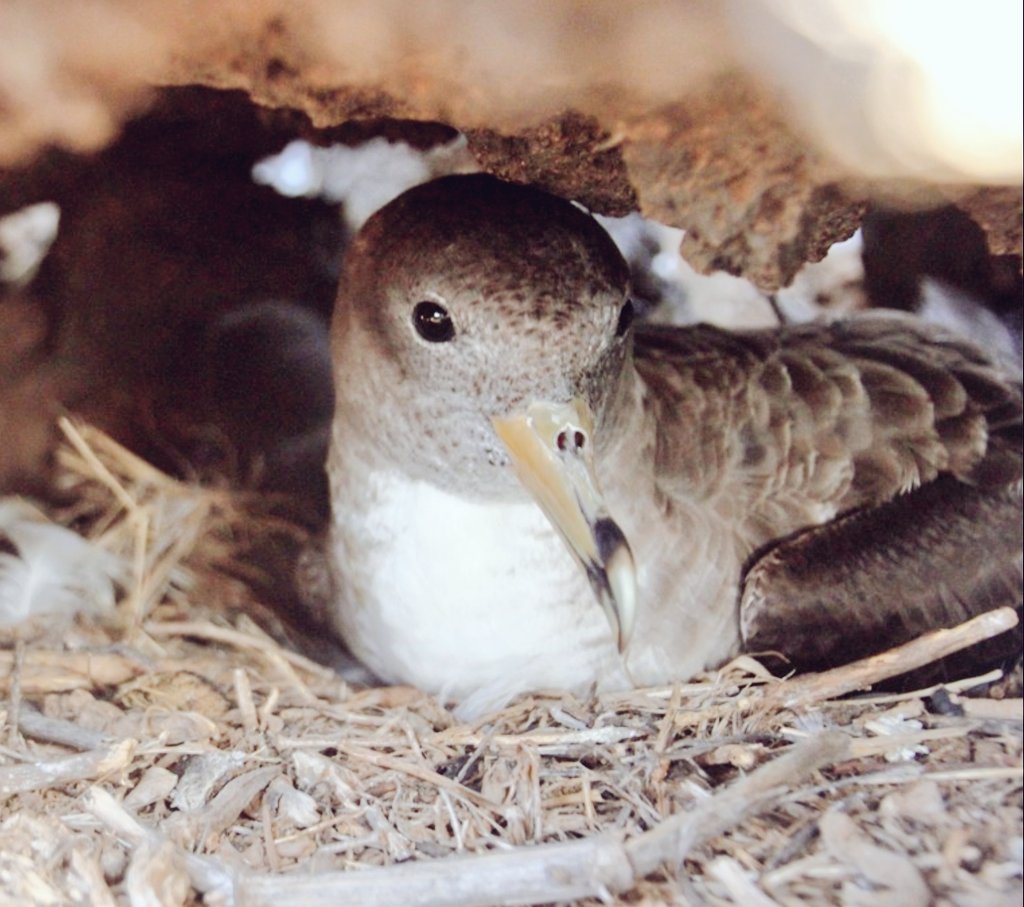 Want to learn more on how breeding stages (🥚vs🐥) influence seabird's foraging and physiology? Check out our great collab. work with <a href="/CianchettiMarco/">Marco Cianchetti Benedetti</a> <a href="/ornisitalica/">ornisitalica</a> @lu_ology &amp; P.Quillfeldt (⚠️50days' free access!⬇️) authors.elsevier.com/a/1dxc%7E3v7jM…