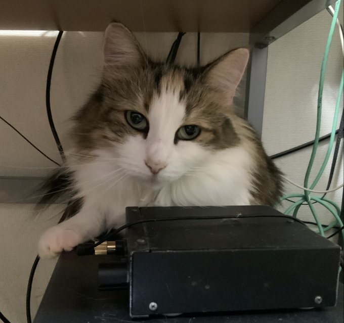 寒すぎてpcの排熱口の主と化した 