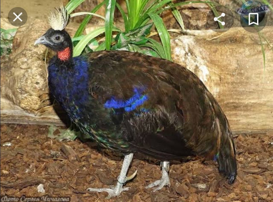 JamboKwetuTours's tweet photo. Congo peafowl
Half way between peafowl and guineafowl
An endemic bird of
Maiko national Park
Tshopo Province
DRC
#DestinationRDC
#visitDRC
@KabeyaDaniels
@gloiremurhigisi
@DBayeye
@Nzombo1409
@modero_nsimba
@IccnRdc https://t.co/yMo0grDT4X