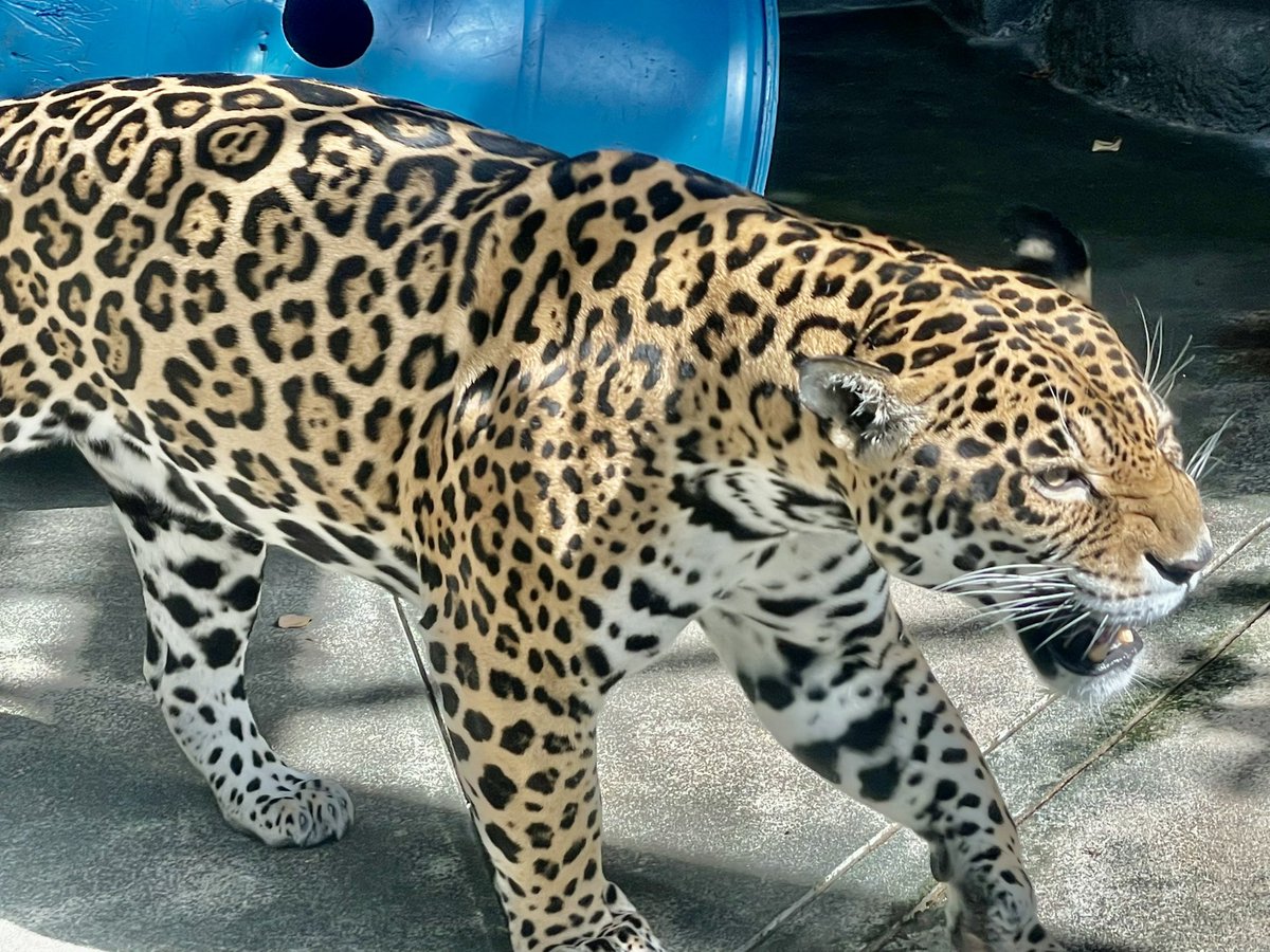 天王寺動物園 Lang Ja Twitter Search