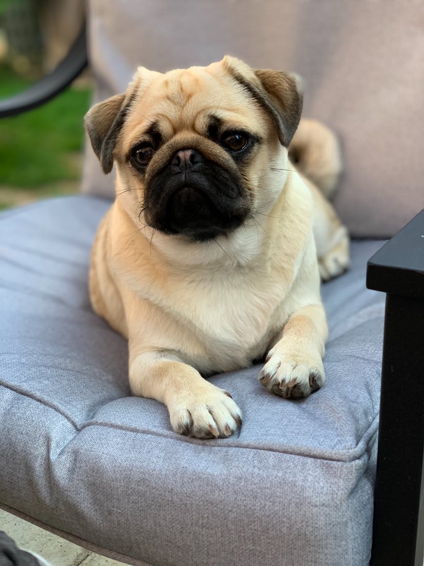 Tylerbackler's tweet photo. @OfficialPLT My little Nonna would love a new coat just in time for our staycation  🥺❤️ #PLTPets https://t.co/n0ZI0DixpV