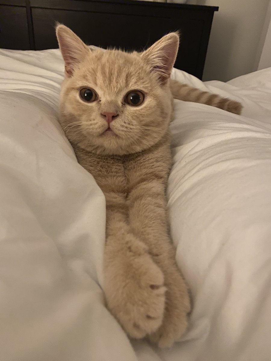 ainecrowe17x's tweet photo. @OfficialPLT #PLTPets Olive🌿 https://t.co/BVNvLo10qo