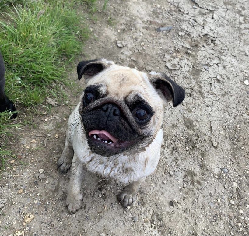 RheDale's tweet photo. @OfficialPLT @OfficialPLT #PLTpets Mila Mooooo 🤍 https://t.co/PXGFza7ZgS