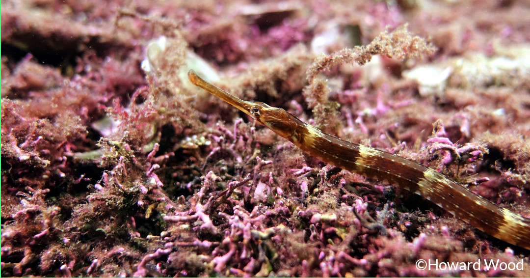 ArranCoast's tweet photo. With marine carbon sequestration in the UK having an estimated value of £57.5bn per yr, improved protection for #bluecarbonhabitats makes economic sense.
We stand with #TransformBottomTrawling & @ourseas_scot, calling for reform to inshore fishing to protect blue carbon habitats. https://t.co/z8UIwX92Ow