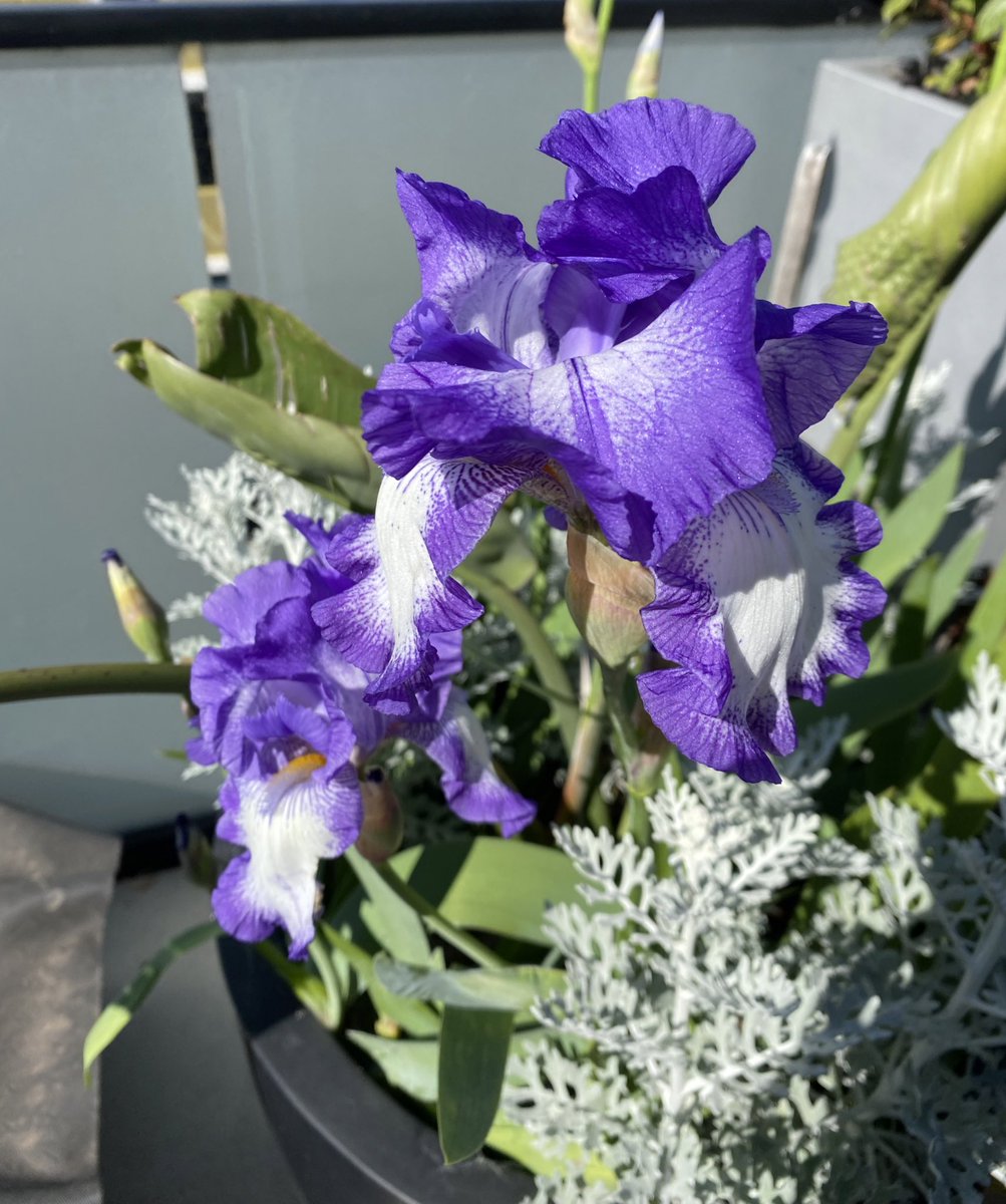 DimityPaul's tweet image. Why hello Iris! #springinmelbourne