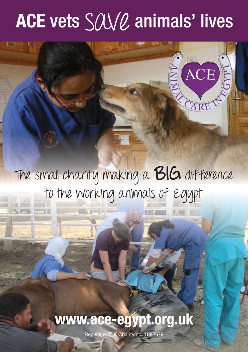 Animal Care in Egypt (@aceegypt) / Twitter Animal Care in Egypt (@aceegypt) / Twitter