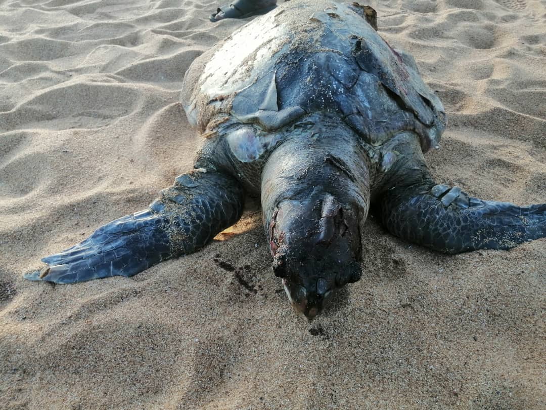 lebekenyassiokr's tweet photo. Bonjour très chers tous
Il faut faire quelque chose pour les tortues marines à Fresco https://t.co/hJmbGKE8Uo