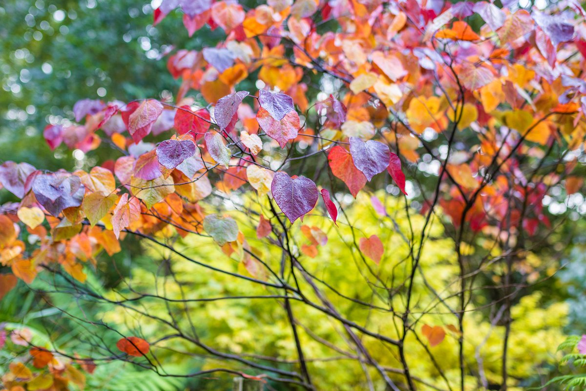 trebahgarden's tweet photo. Cercis canadensis 'Forest Pansy' is currently looking spectacular up at the Acer Plantation, near Alice's Seat.

It's almost-heart shaped leaves are flush with autumn colour, and it won't be long before the rest of the area follows!

#lookinggood https://t.co/QL6K6UPgOH