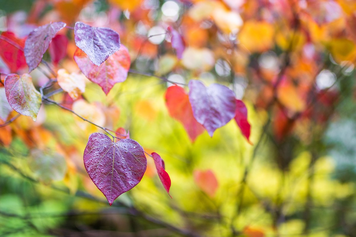 trebahgarden's tweet photo. Cercis canadensis 'Forest Pansy' is currently looking spectacular up at the Acer Plantation, near Alice's Seat.

It's almost-heart shaped leaves are flush with autumn colour, and it won't be long before the rest of the area follows!

#lookinggood https://t.co/QL6K6UPgOH