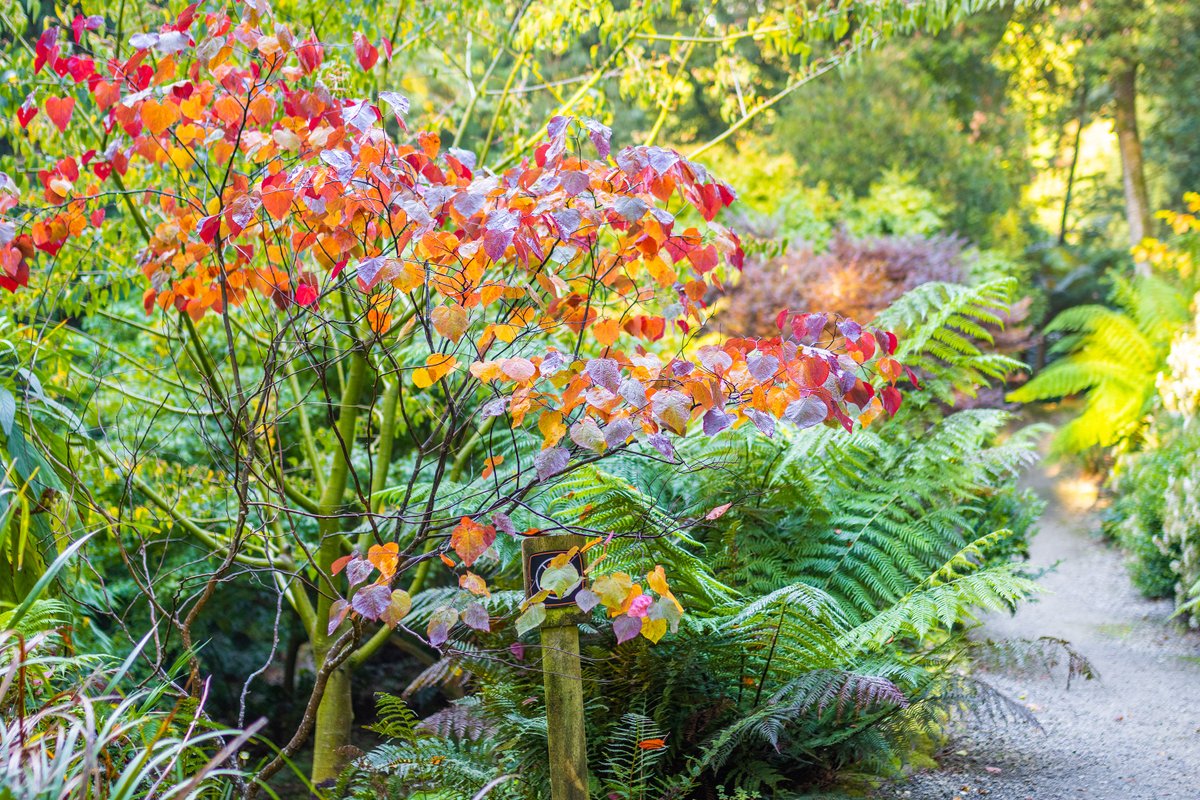 trebahgarden's tweet photo. Cercis canadensis 'Forest Pansy' is currently looking spectacular up at the Acer Plantation, near Alice's Seat.

It's almost-heart shaped leaves are flush with autumn colour, and it won't be long before the rest of the area follows!

#lookinggood https://t.co/QL6K6UPgOH