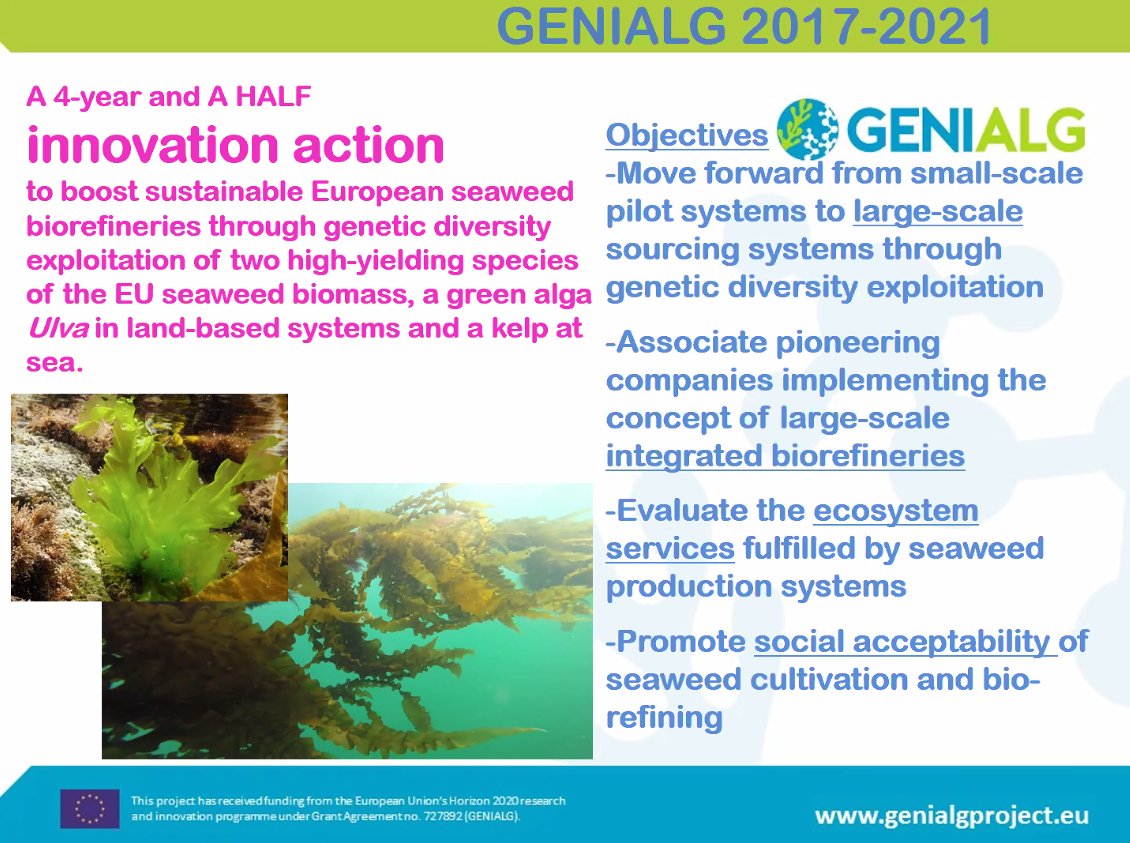 Presenting results at the final #GENIALG project meeting today. Blown away by the wealth + breadth of work on seaweed aquaculture produced by our EU partners. Including our esteemed colleagues from the UK, strong collaborations that hopefully will continue. #algae #aquaculture