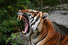 It's a privilege to be a tiger. 💪💪💪
Join our discord discord.gg/tMRkfGQFuF 
#NFTs #nft #NFTCommunity #NFTartist #NFTshill #nftgiveaway #freenft #freeeth #nftcollector #NFTdrops #NFTBomb #NFTGiveaways #nftart