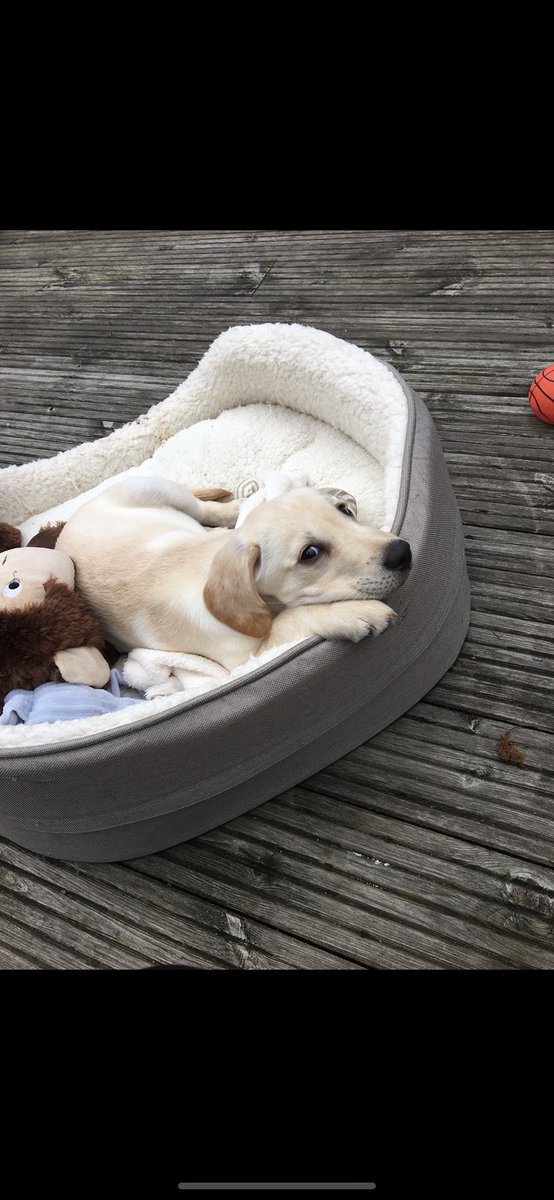 charlcurran's tweet photo. @OfficialPLT Dougie loves the camera, showing us his angles since day 1 and serving us with cuteness always 🐶🐶🐶❤️❤️ #PLTPets https://t.co/Y5dQoj9ArZ