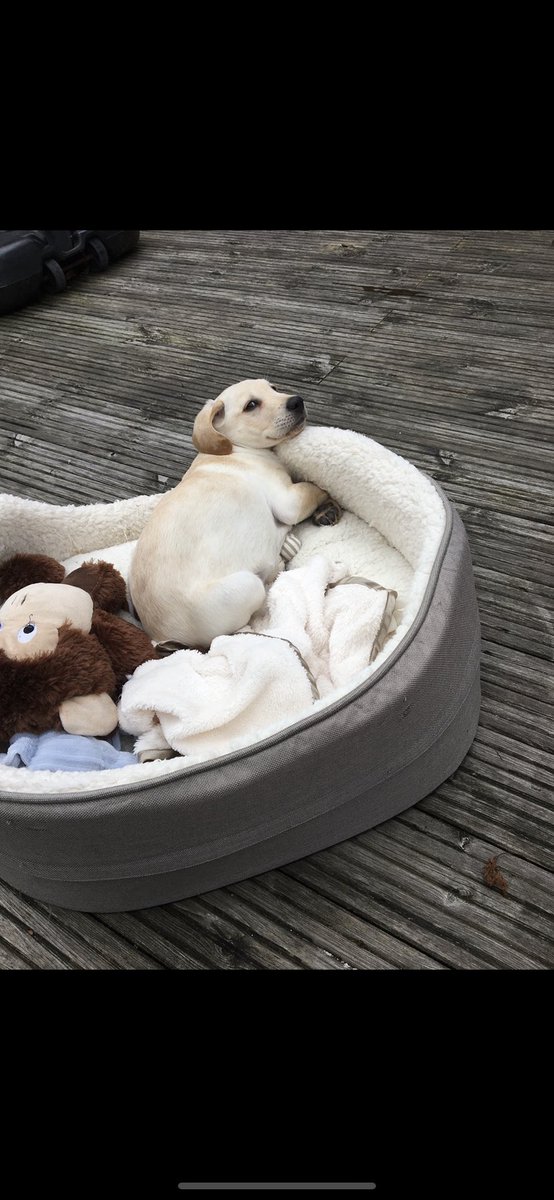 charlcurran's tweet photo. @OfficialPLT Dougie loves the camera, showing us his angles since day 1 and serving us with cuteness always 🐶🐶🐶❤️❤️ #PLTPets https://t.co/Y5dQoj9ArZ