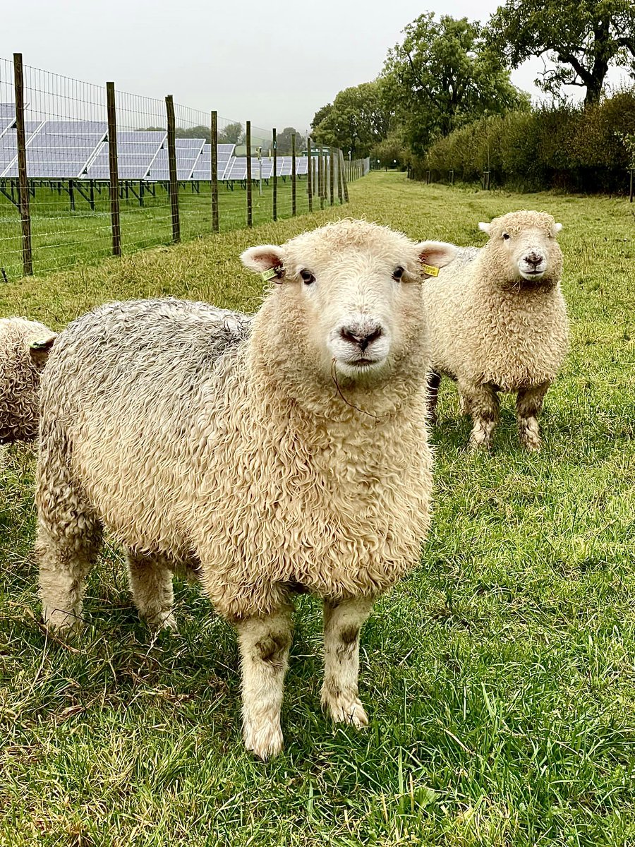 DKSLimited's tweet photo. Our team are under tough surveillance today 🐑 

👀Who is watching who 👀

#sheep #sheepsurveillance #landmanagement #solar #solarenergy #solarpower #renewableenergy #renewables #agriculture #britishagriculture #britishfarming https://t.co/gX5l5tr1iT
