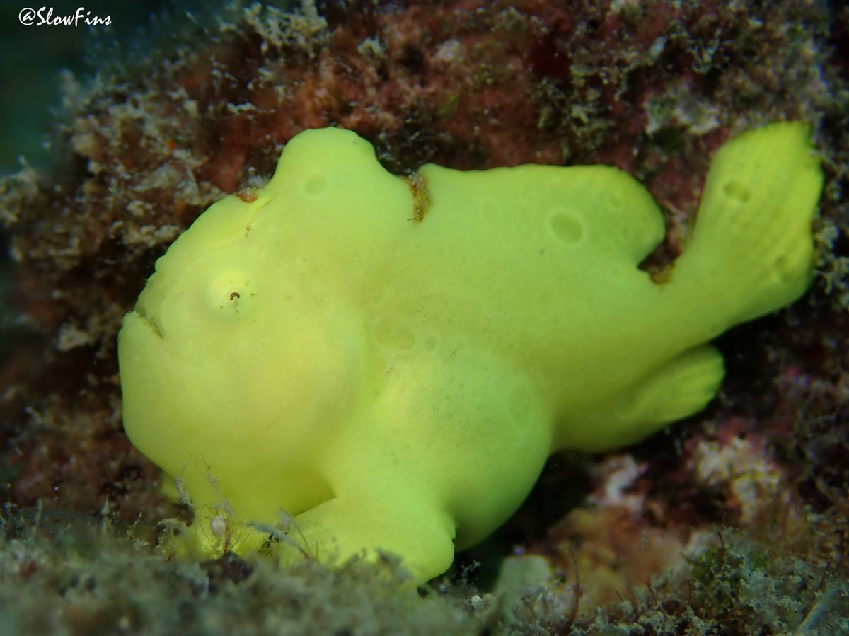 CatchOfTheDay: Juvenile Antennarius commerson (Giant Frogfish).

MyLocalDiveShop: 
@AaronsDiveShop

#hawaii #shoredive #coral #coralreef #dive #diver #diving #macro #macrophotography #marinelife #ocean #reef #scuba #scubadiving #uw #uwmacro #uwphotography #frogfish #anglerfish