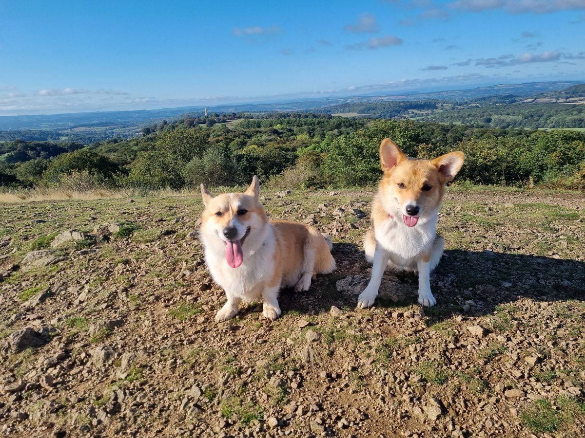 NChallacombePT's tweet photo. @OfficialPLT 😍 #PLTPets https://t.co/9fv7NXY9cP
