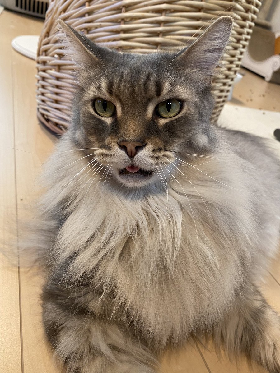 猫のフレーメン反応って知ってる あの変顔には名前がついていたんです