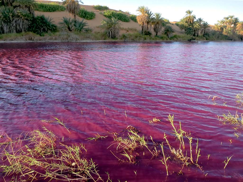 African_WH_Fund's tweet photo. Located in North-Eastern #Chad 🇹🇩, in a hot & hyperarid #desert setting, the #Lakes of #Ounianga comprises a total of 18 lakes, in two groups, displaying a #variety of sizes, depths, #colorations & #chemical compositions. It was #inscribed as a WH site in 2012. #myafricanheritage https://t.co/WfGFYXS4X4