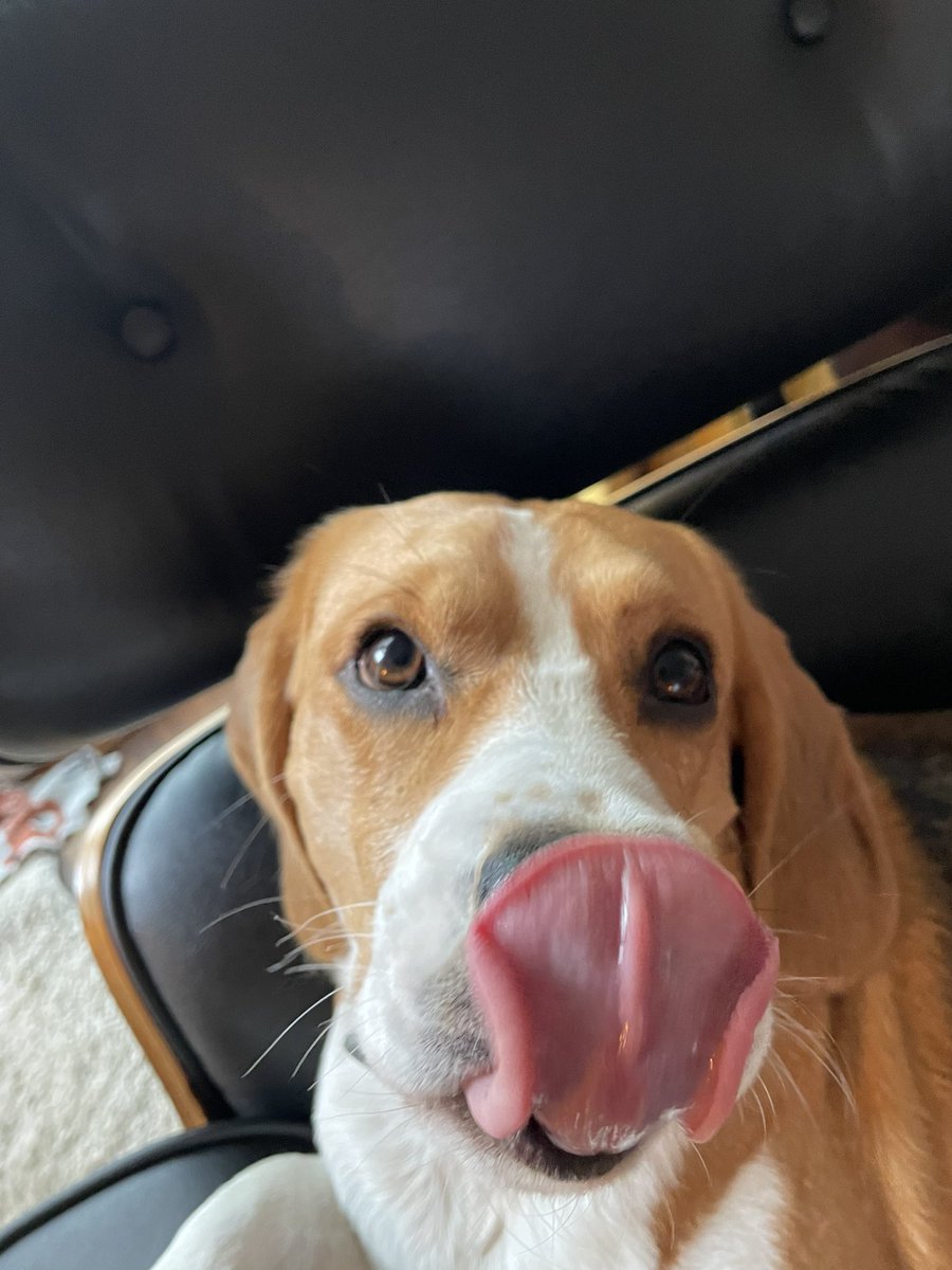 Hector75327684's tweet photo. @NZXT The Beagle Simulator https://t.co/77ppY3Bhm0