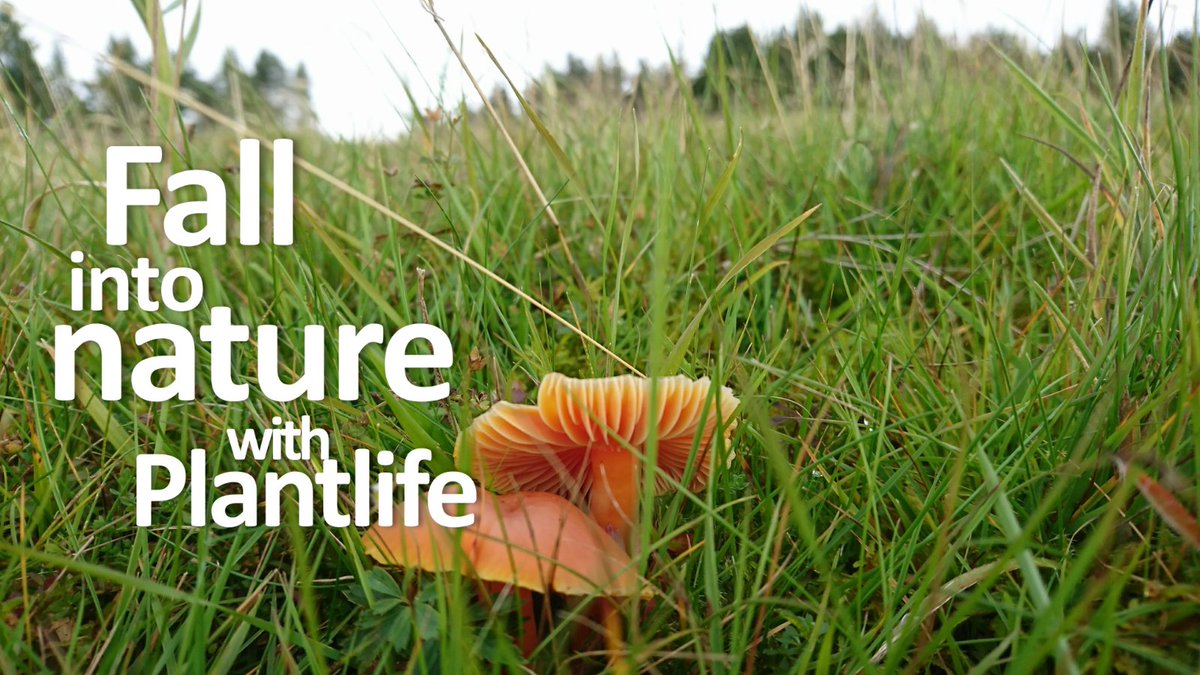 PlantlifeScot's tweet photo. Plantlife's #FallintoNature isnt over! far from it! take a look at the remainder of our programme, you wont want to miss it! https://t.co/o0Vx60m5yZ https://t.co/CXbdLQ77Hh