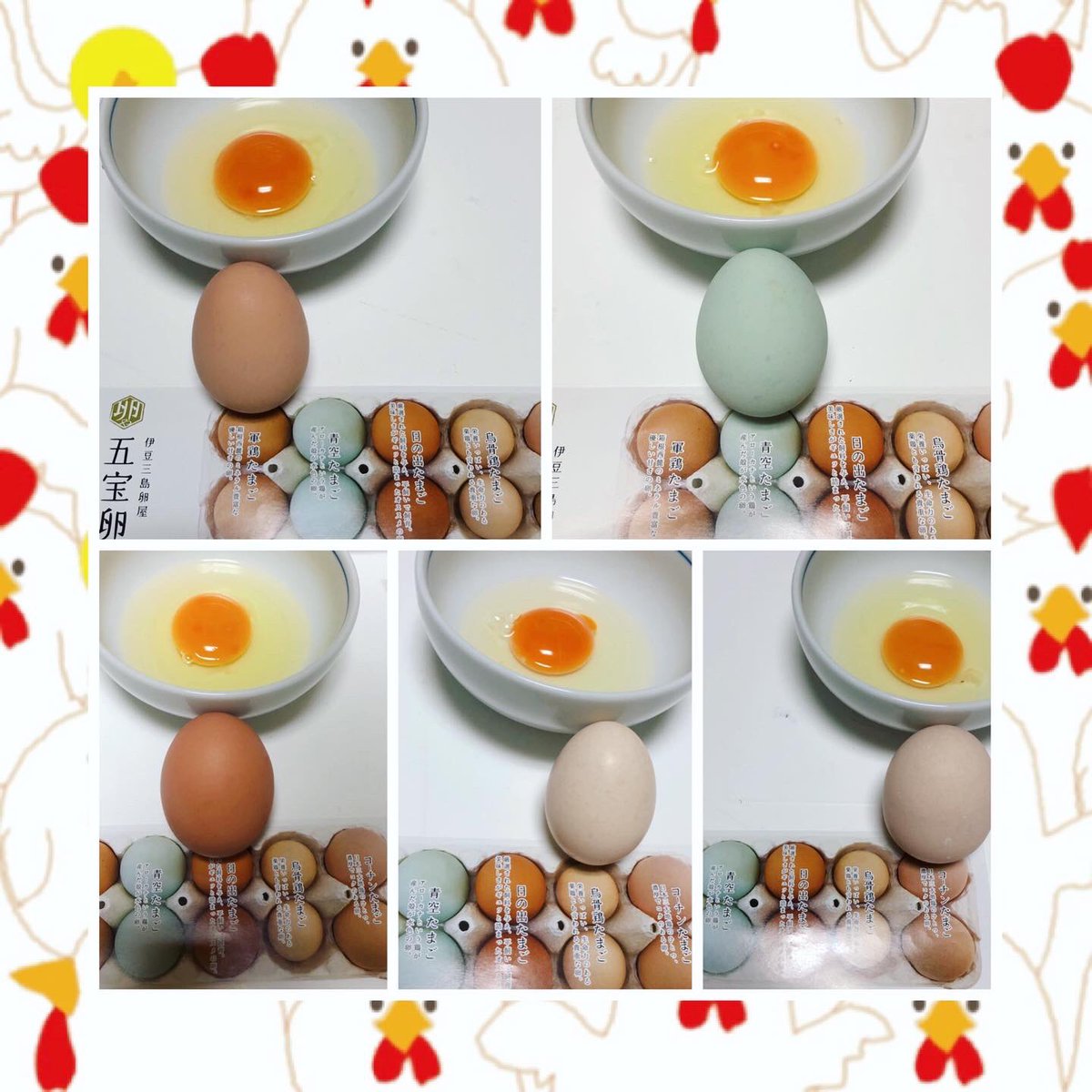 petitmiu1's tweet photo. 五宝卵🥚だよ〜🤩✨
卵かけご飯🍚🥢🥚大好き❤
1️⃣軍鶏たまご
2️⃣青空たまご（アローカナ）
3️⃣日の出たまご
4️⃣烏骨鶏たまご
5️⃣名古屋コーチンたまご
伊豆三島の卵🐓…
毎朝幸せ中❤️ https://t.co/UCz9YzwCrm