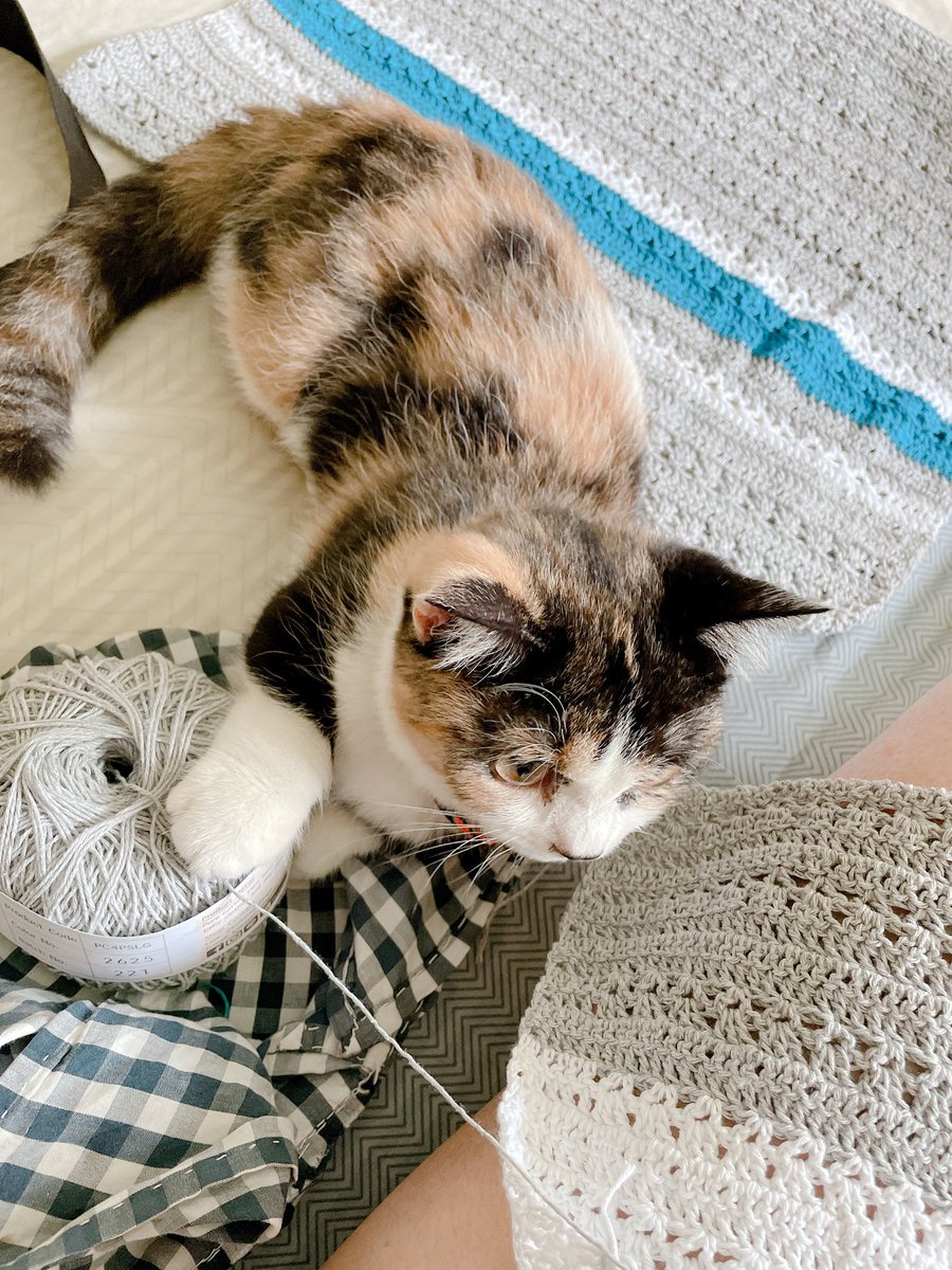 Y_queserasera's tweet photo. そりゃ毛糸気になるよね。
#マンチカン #かぎ針編み #毛糸 #munchkin #crochet #yarn #catandyarn https://t.co/W9d1VXwIZv