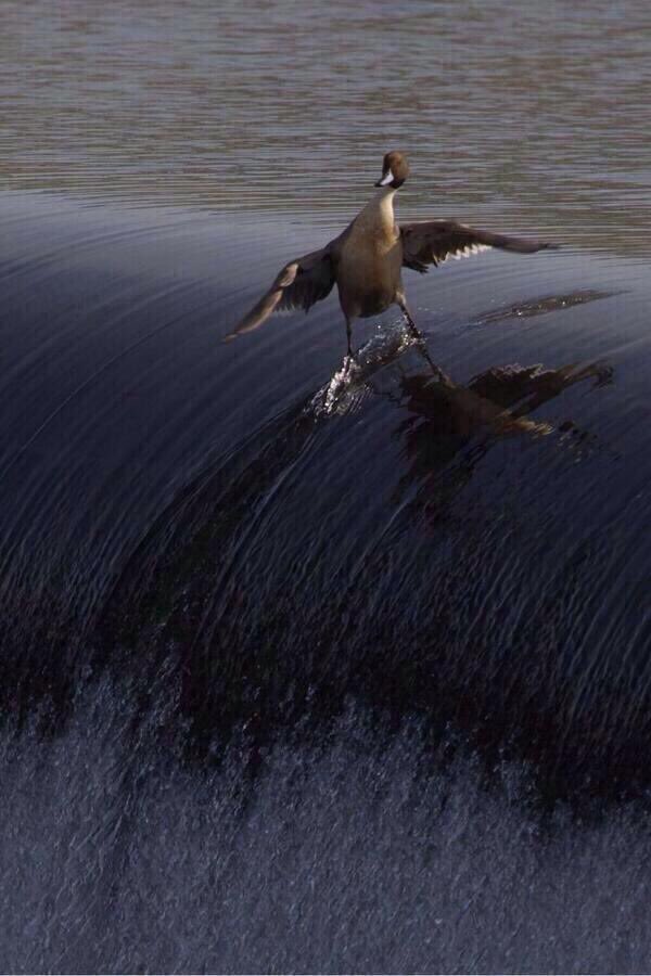 No matter how hard you try, you’ll never be as cool as this Duck 🦆 😳