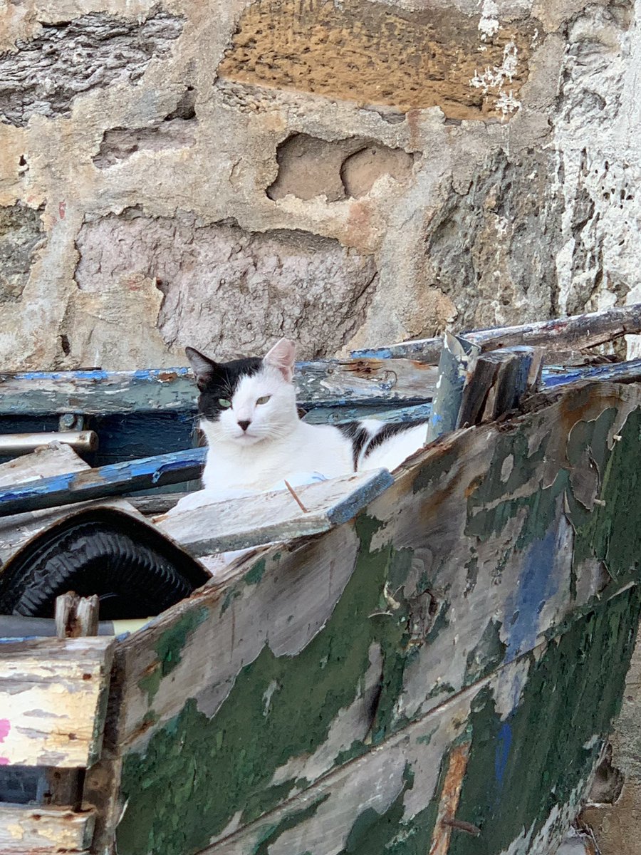 Francie_one's tweet photo. Getting stink-eye from a feral cat in a broken boat. #Ericiera #Portugal ❤️ https://t.co/U879cjpcCU