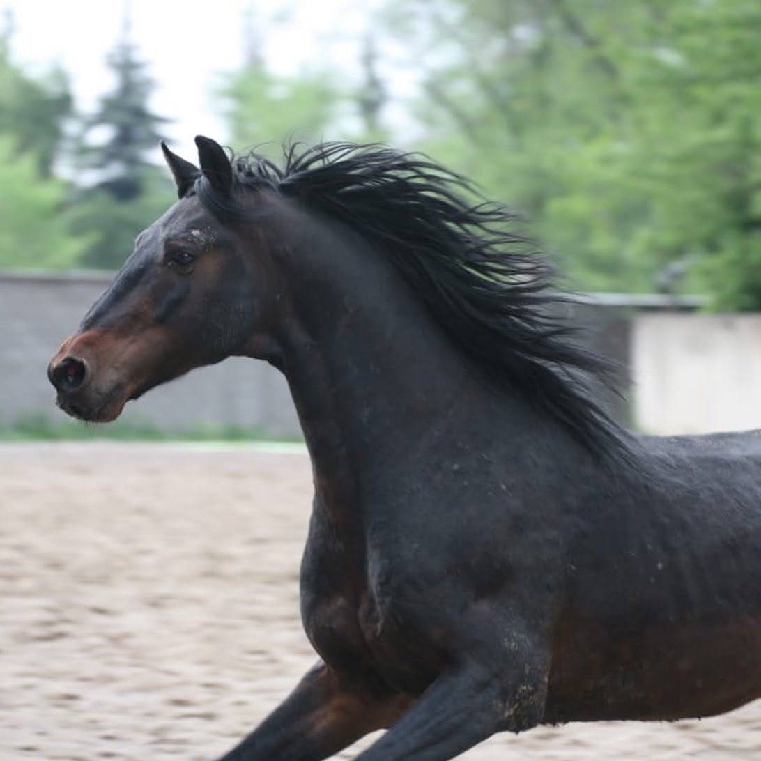 DaukeyKokpar's tweet photo. Our #horse “Ardak”. He is one of the tallest “Karabair” in our club. 
@Malgorzata_Th 
#beauty #horses #animal #game #sports #kokpar #kokboru #karabair #pretty #almaty #kazakhstan https://t.co/OdQ4jO6r1h
