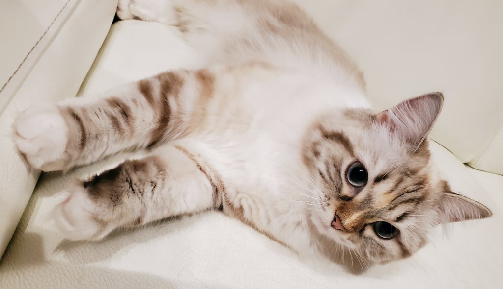 ケリケリ Twitter Search Twitter