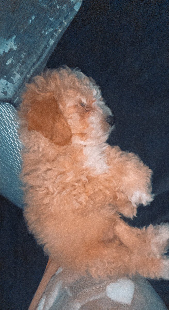 gracehooperrr's tweet photo. @OfficialPLT #PLTPets 😍🐶 https://t.co/PW4r6cGlSg
