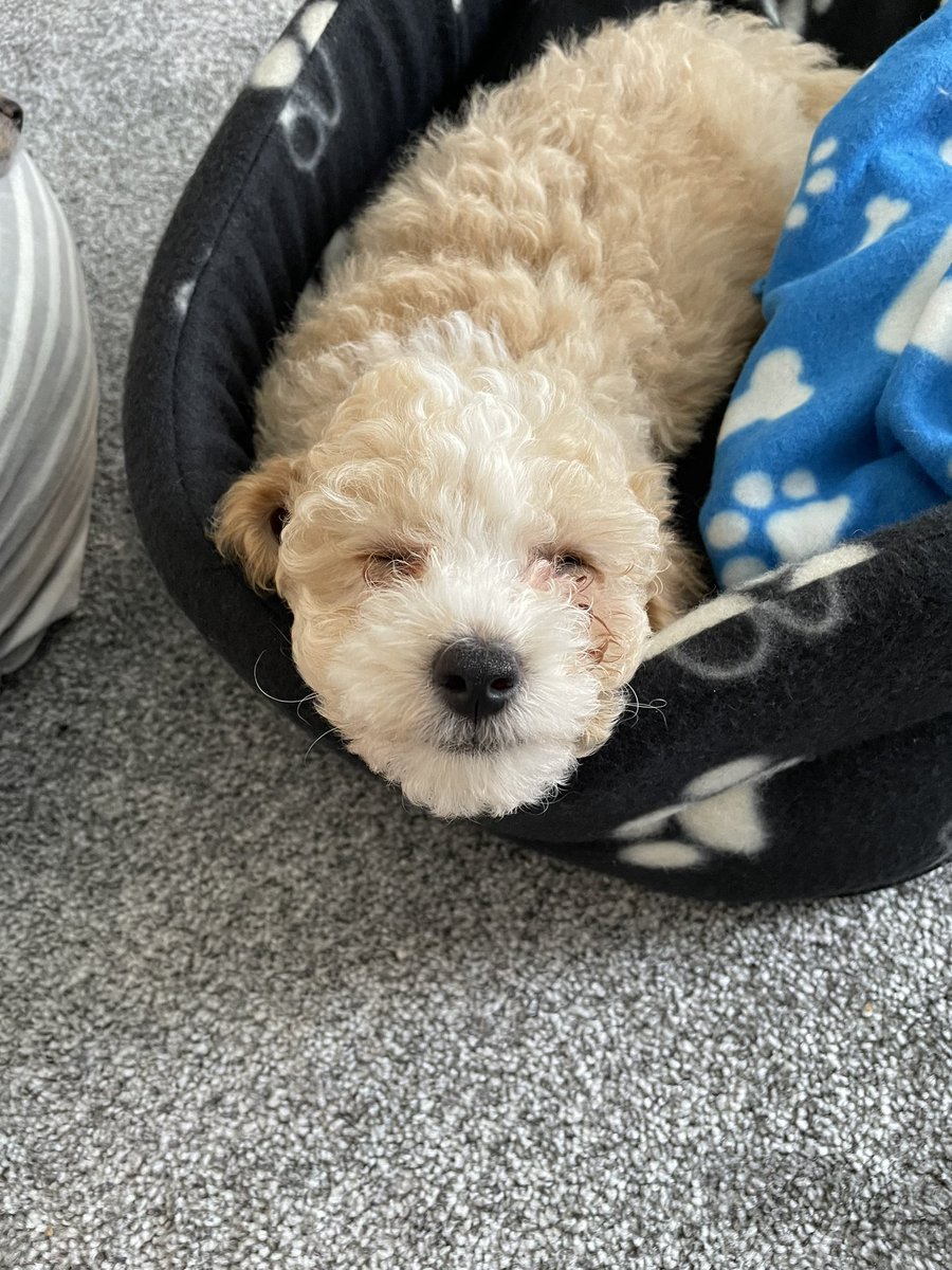 gracehooperrr's tweet photo. @OfficialPLT #PLTPets 😍🐶 https://t.co/PW4r6cGlSg