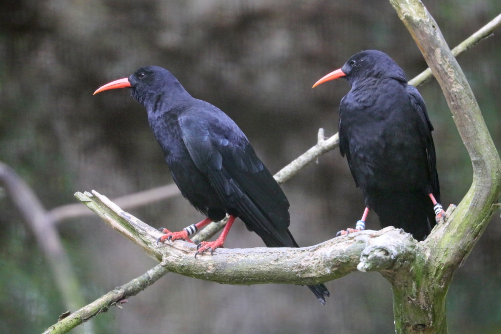 WildwoodTrust's tweet photo. #DidYouKnow there are only 23 known breeding pairs of #chough in the wild in England?
We plan to change that. With your help, we can reintroduce chough to Kent!
Find out more: https://t.co/p1E6eGGp7s
#WilderKent #WilderFuture #LoveWildlife #wildKent https://t.co/wz1hDqaFnz