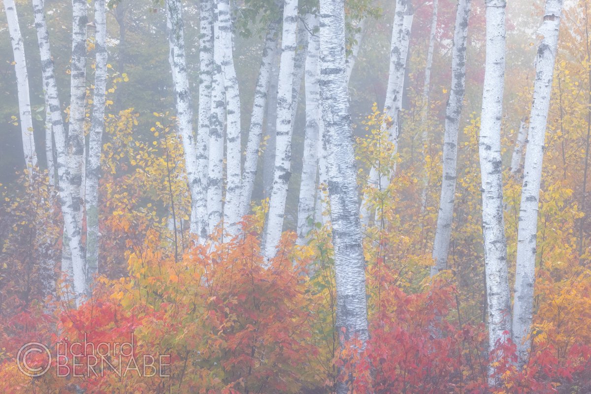 bernabephoto's tweet photo. Autumn birch stand in morning fog, White Mountain National Forest, New Hampshire USA @lexarmemory #LexarProCFexpress #ShotonLexar #LexarAmbassador https://t.co/gUiH7WNOOI