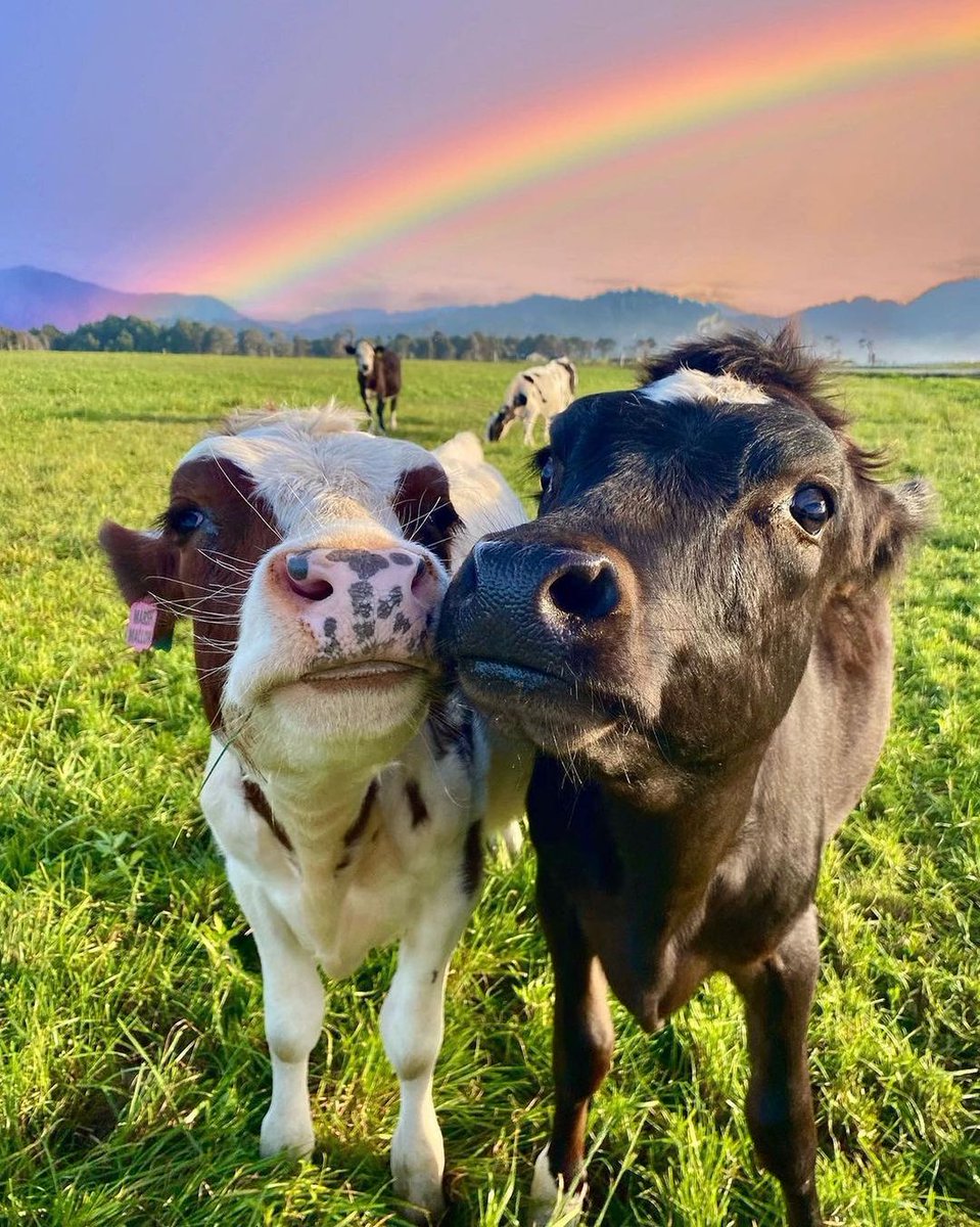OfficialPLT's tweet photo. 🐮❤️ 

(@cowsofnewzealand) https://t.co/Pc39bQDj7W