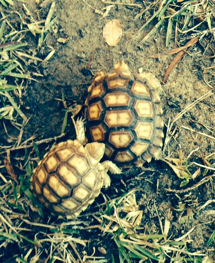 TortoiseEveryHr's tweet photo. bzzzzt beep bloop tortoise bot https://t.co/1EgxsNYFcy