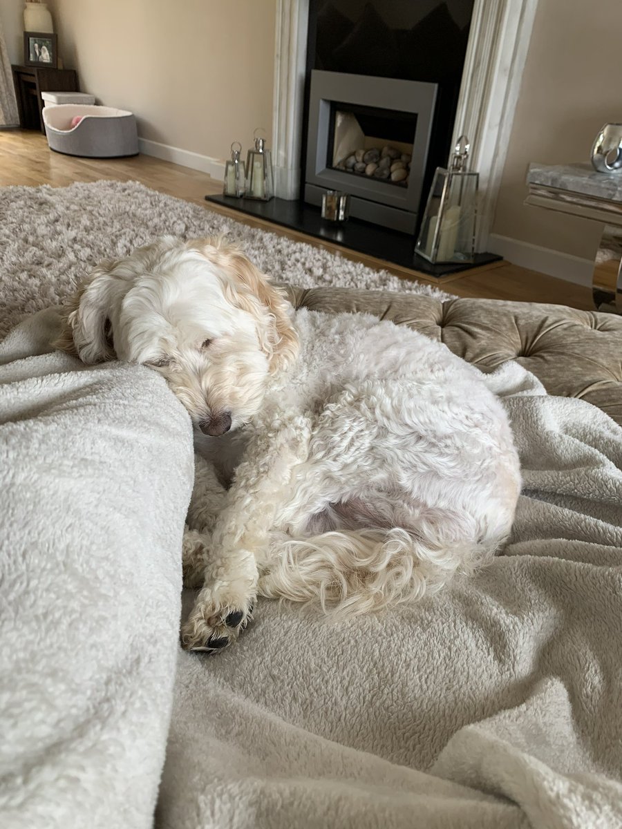 abigailcooper_'s tweet photo. @OfficialPLT #PLTpets https://t.co/6VI1cfbHGe