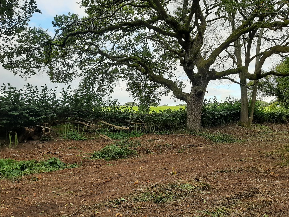hedgelaying's tweet photo. Big tree, small trees. Old hedge, rejuvenated hedge. https://t.co/TYAiT84U9Y