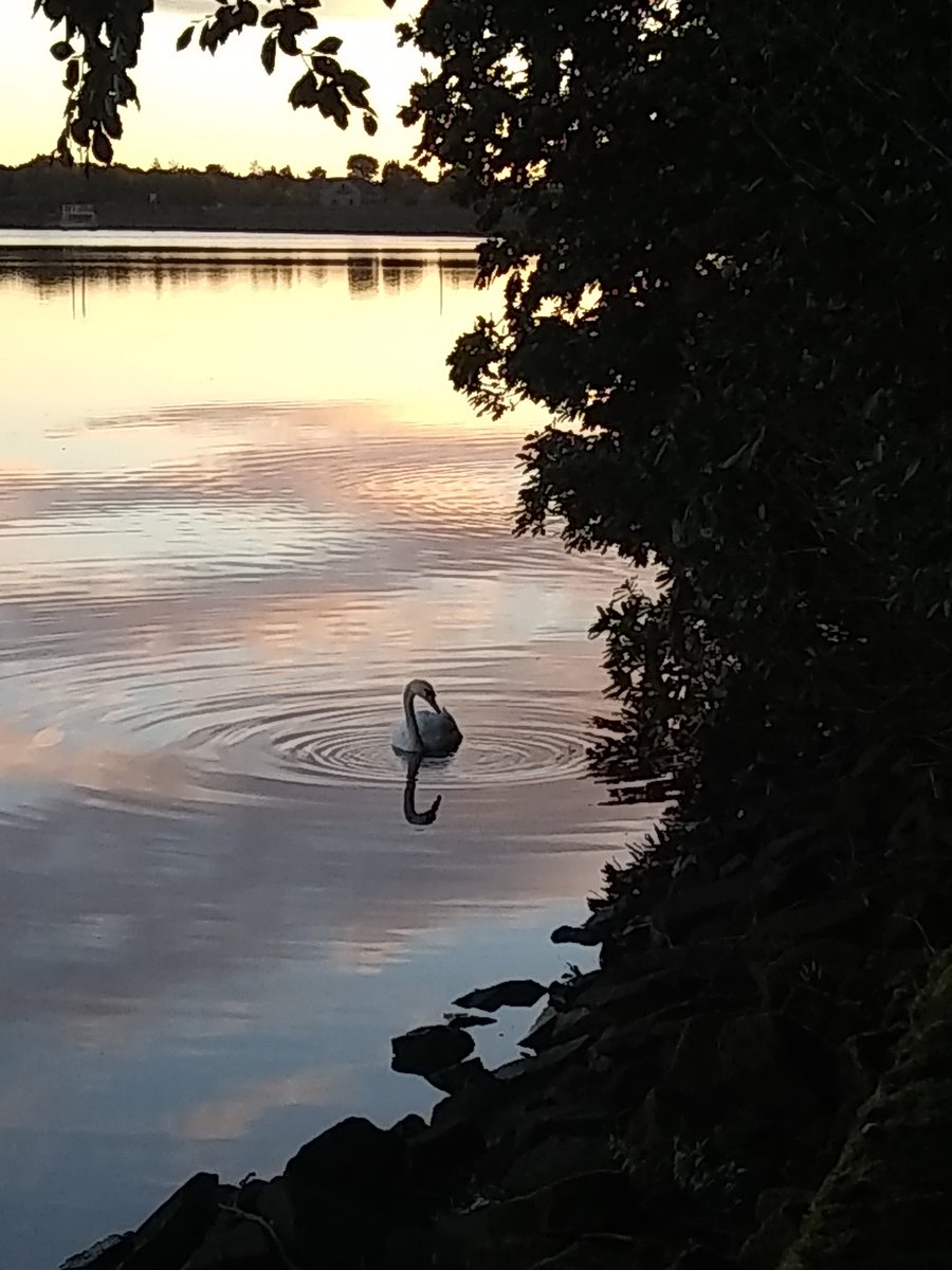 Hangel210's tweet photo. This is my metaphor for teachers everywhere....
#mentalhealth #MentalHealthMatters #swan https://t.co/oi0xnB8qKD