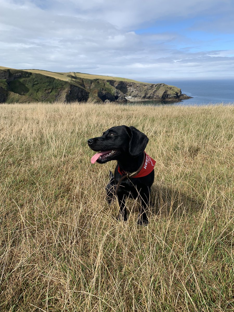 Keiraezdv's tweet photo. @OfficialPLT #PLTPets  Pepper - Labrador cross cocker spaniel 🐾💗 https://t.co/FxPzCyvMiJ
