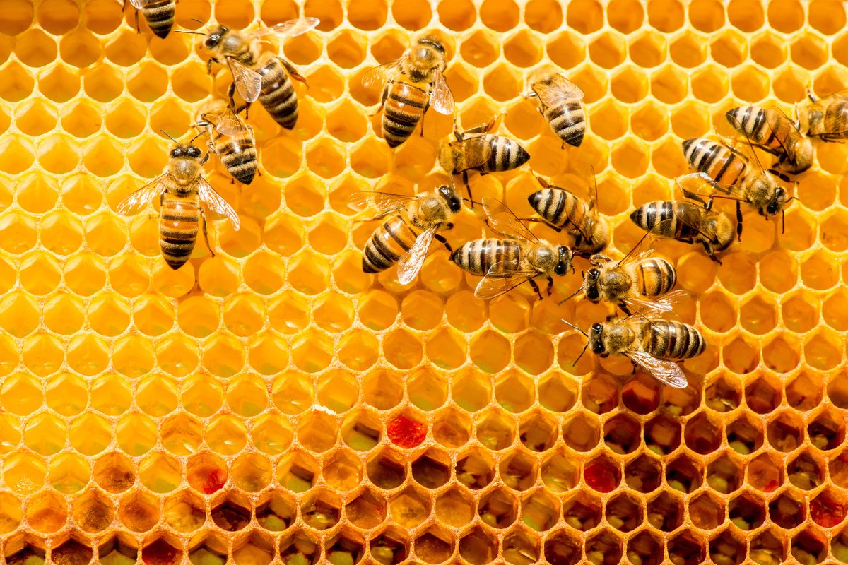 NatGeoEsp's tweet photo. Trabajadoras incansables, productoras de miel, cera, jalea real… las abejas llevan siglos fascinando a la humanidad, pero todavía hay mucho que desconocemos. Ahí va nuestro #HiloNatGeo de esta semana.🧵🐝🐝 https://t.co/CChQaCPo0U