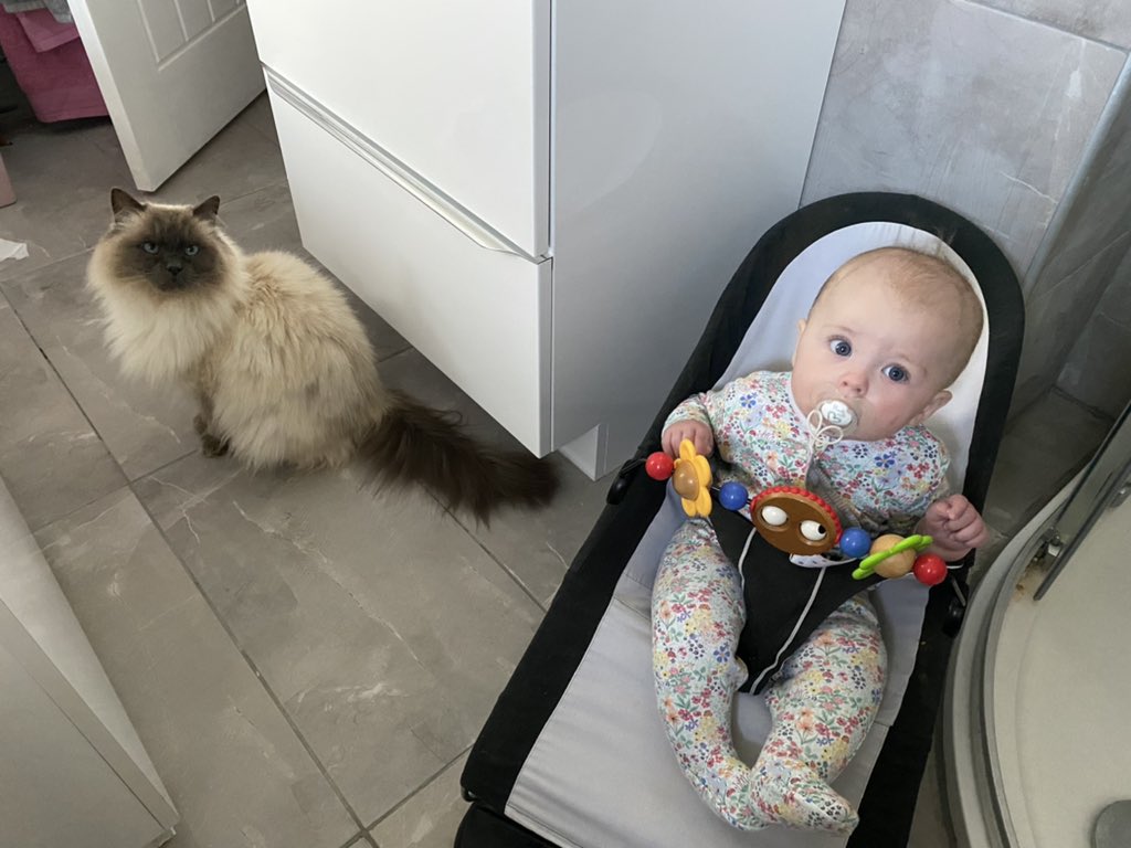 helenwilding's tweet photo. The view these days when I dare to try to have a moment to pee! Never a moments peace 🤣 https://t.co/3CK16hZQ8i