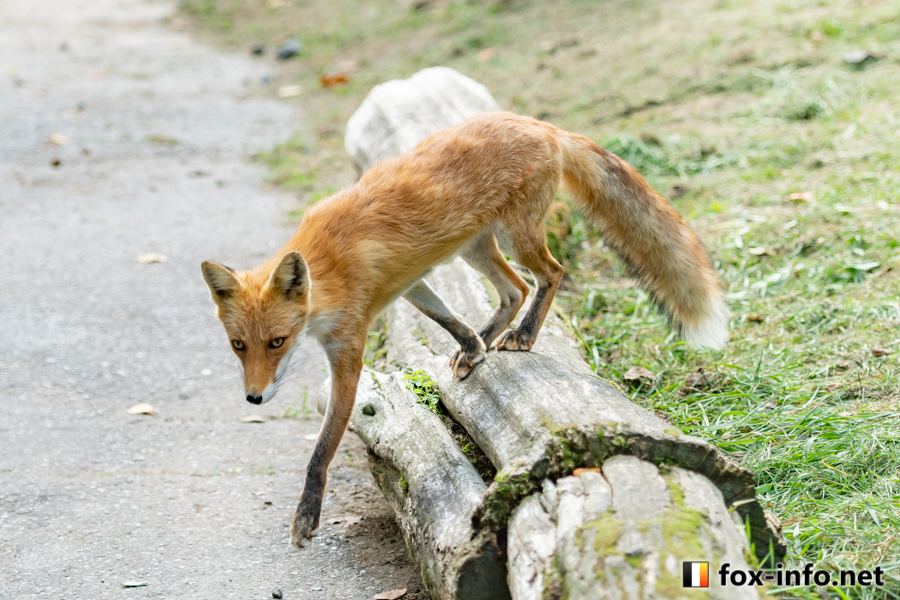 キツネ写真館 キツネ飼養中 忍び足 北きつね牧場 T Co Ew9zaoweod
