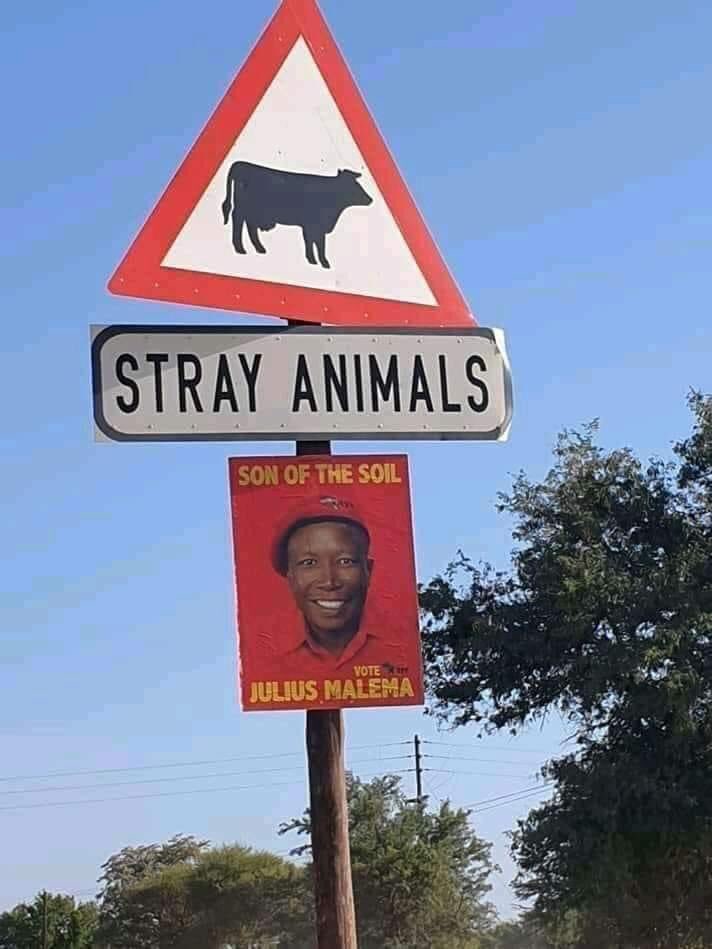 PHUMLANIBUTHELE's tweet image. #VoteANC and for the stray animals they will find their way back home.