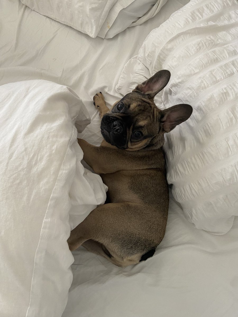 Asweettt's tweet photo. @OfficialPLT #PLTPets 🥰 https://t.co/mhqZo63SOk