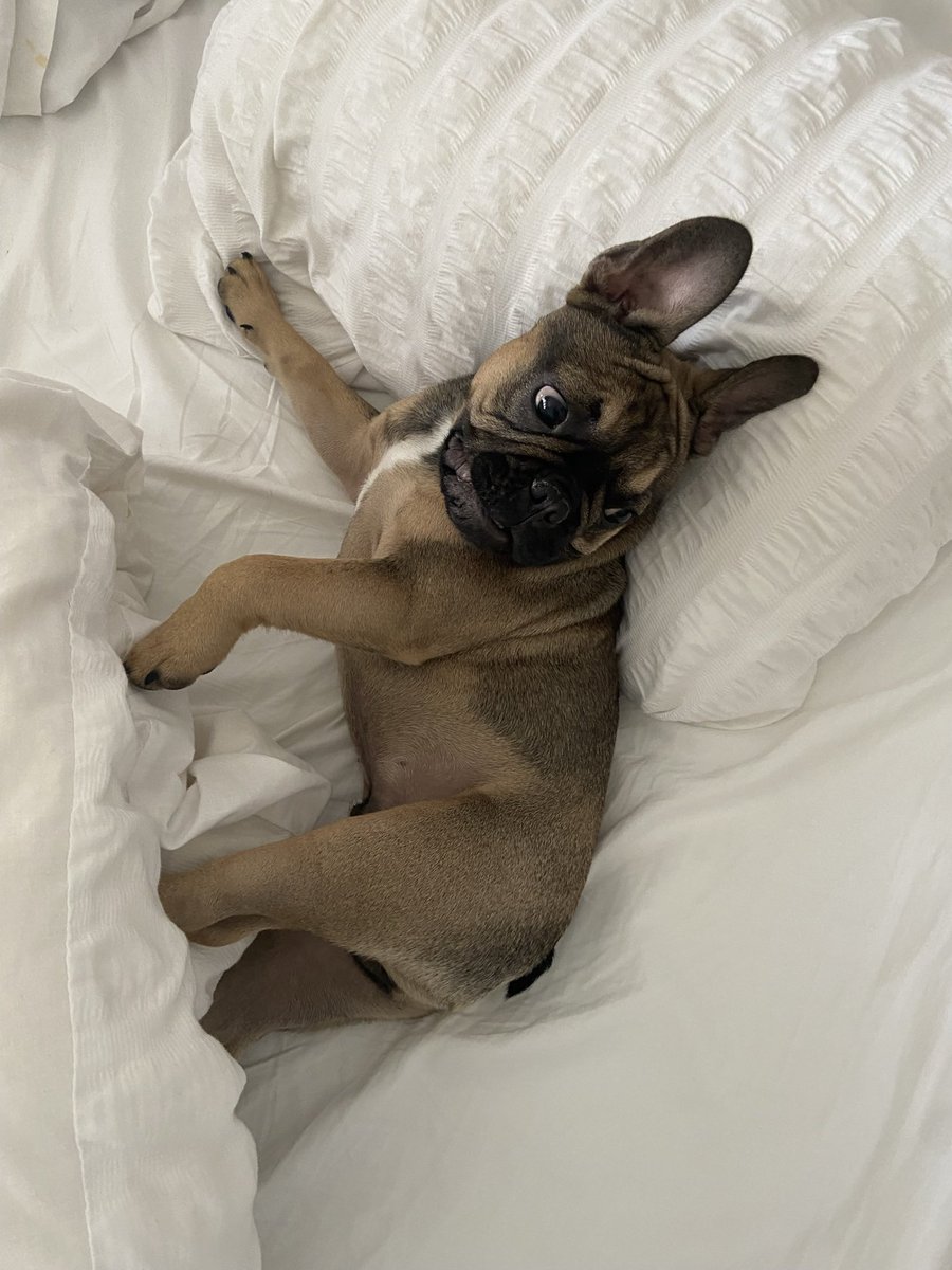 Asweettt's tweet photo. @OfficialPLT #PLTPets 🥰 https://t.co/mhqZo63SOk