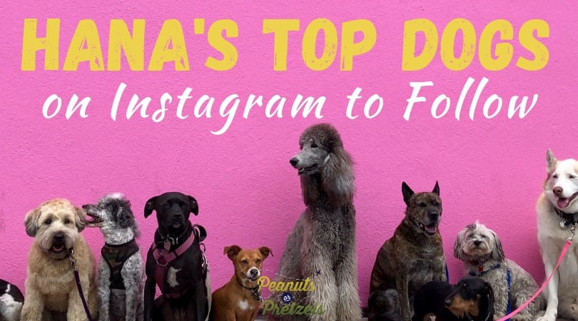 PeanutsPretzels's tweet photo. Hana's Top #Dogs on Instagram to Follow 🐕🐩🐶
 https://t.co/282f5M4dB5 https://t.co/Rw1z75GTZ8